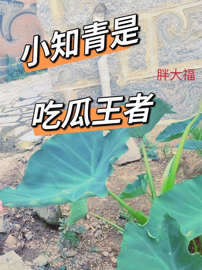 小知青是吃瓜王者 小知青是吃瓜王者