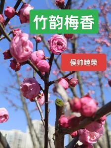 竹韵梅香 竹韵梅香