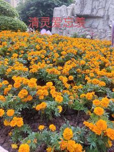 清灵爱忘羡 清灵爱忘羡