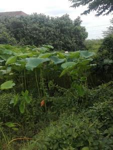逃荒:相公,这里有株人参 逃荒:相公,这里有株人参