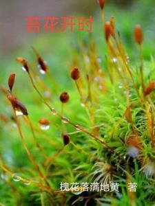 苔花开时 苔花开时