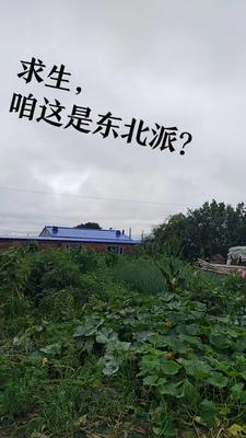 求生竞赛,咱这是东北派? 求生竞赛,咱这是东北派?