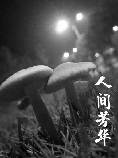 人间芳华 人间芳华