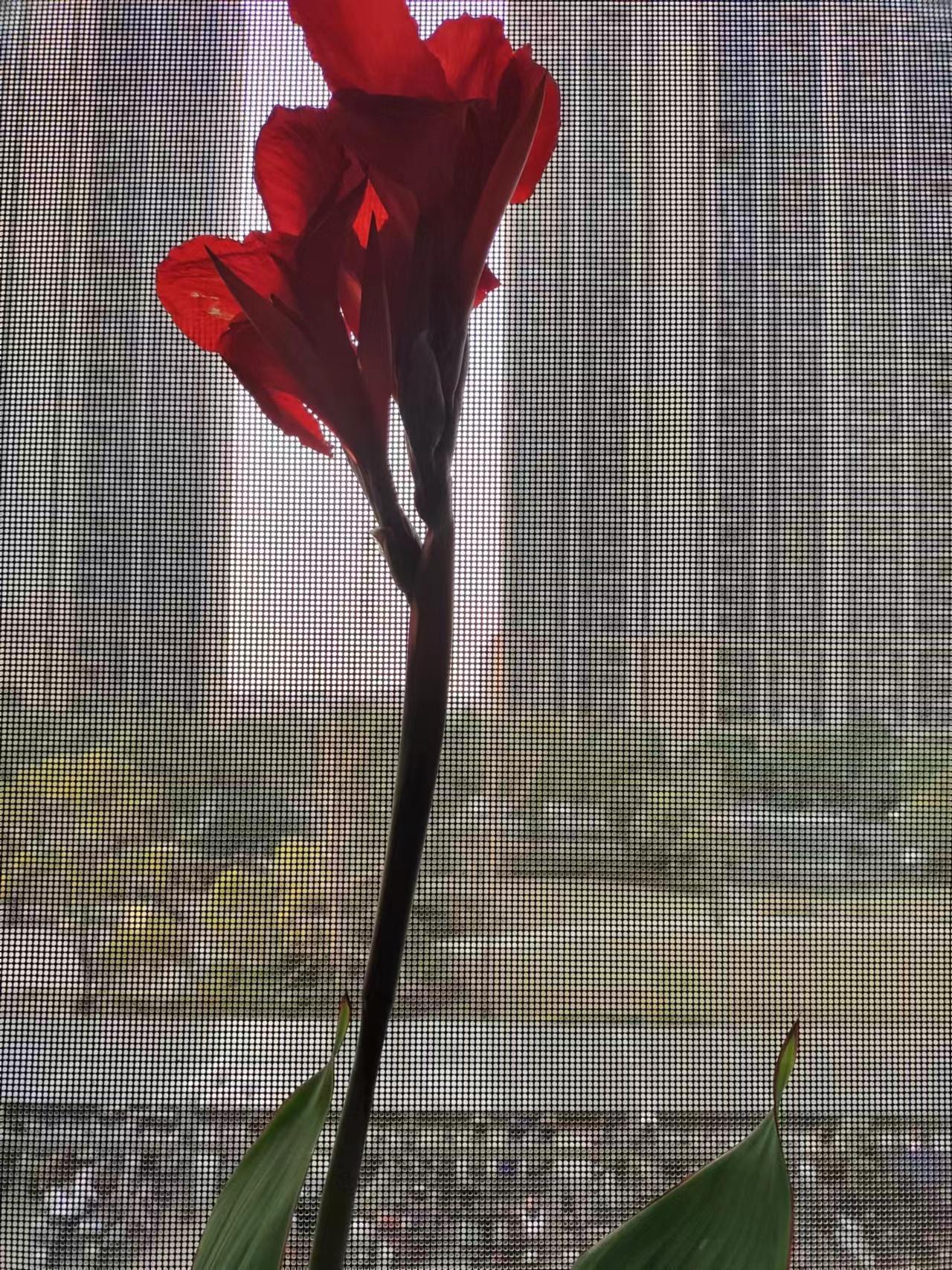 追花逐梦 追花逐梦